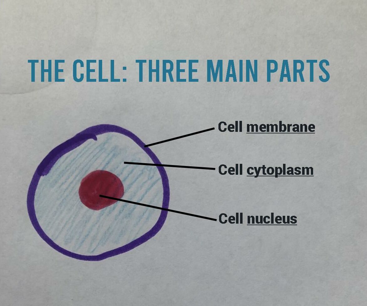 Three Parts Of Cell Theory Biology Dictionary